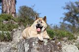 AKITA AMERICAIN 077
